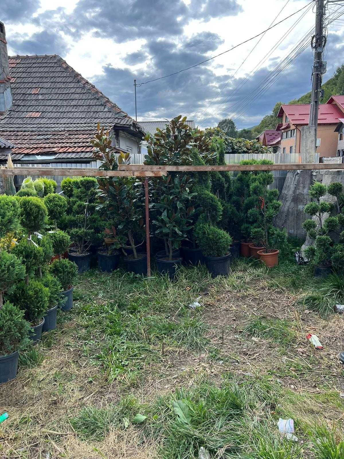 Alege cele mai bune plante ornamentale pentru grădina ta!