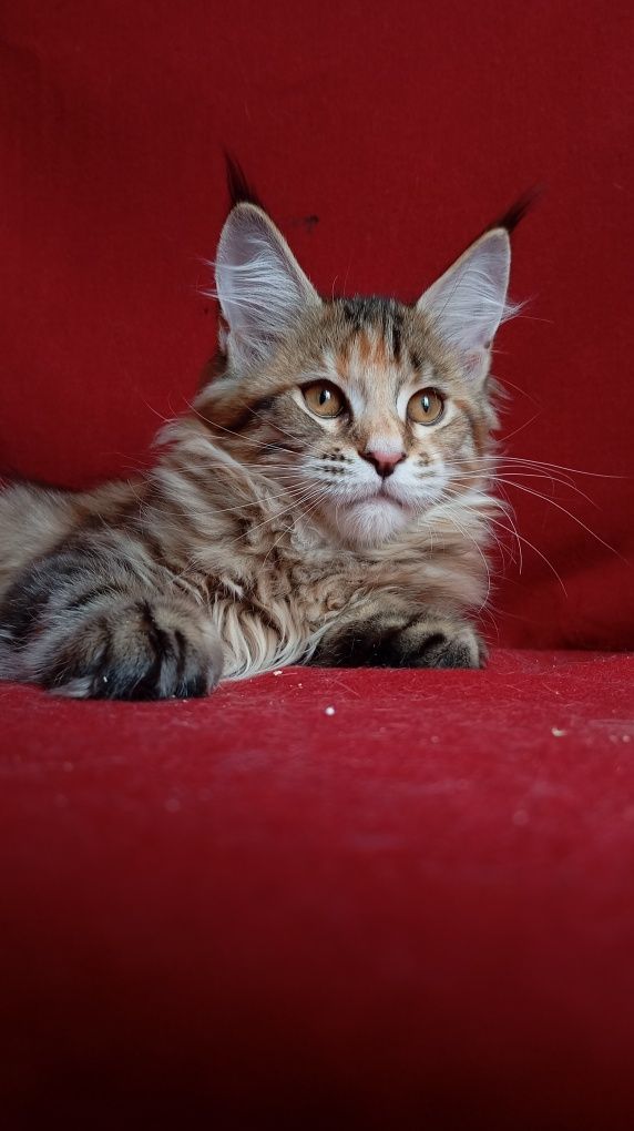 Шикарные котята для Вас! Питомник "Fluffy Tale"