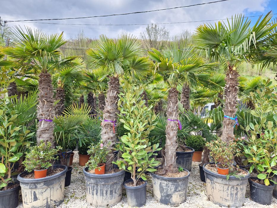 Vand palmieri trachycarpus fortunei, chamaerops excelsa,  humilis, etc