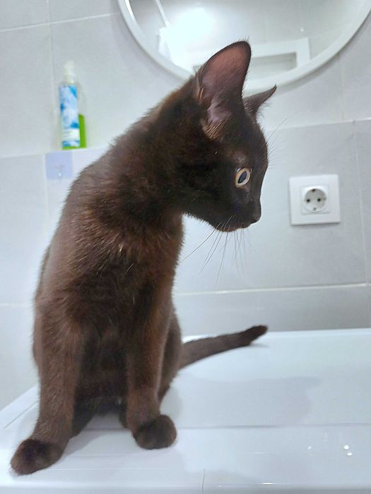 Котёнок Кнопа ищет свою семью, в которую принесет удачу и счастье)