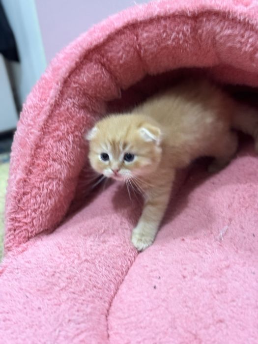 Катёнок скотиш фолд