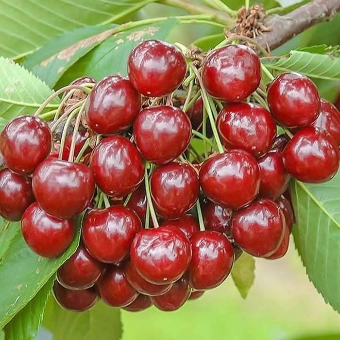 Pomi fructiferi certificati