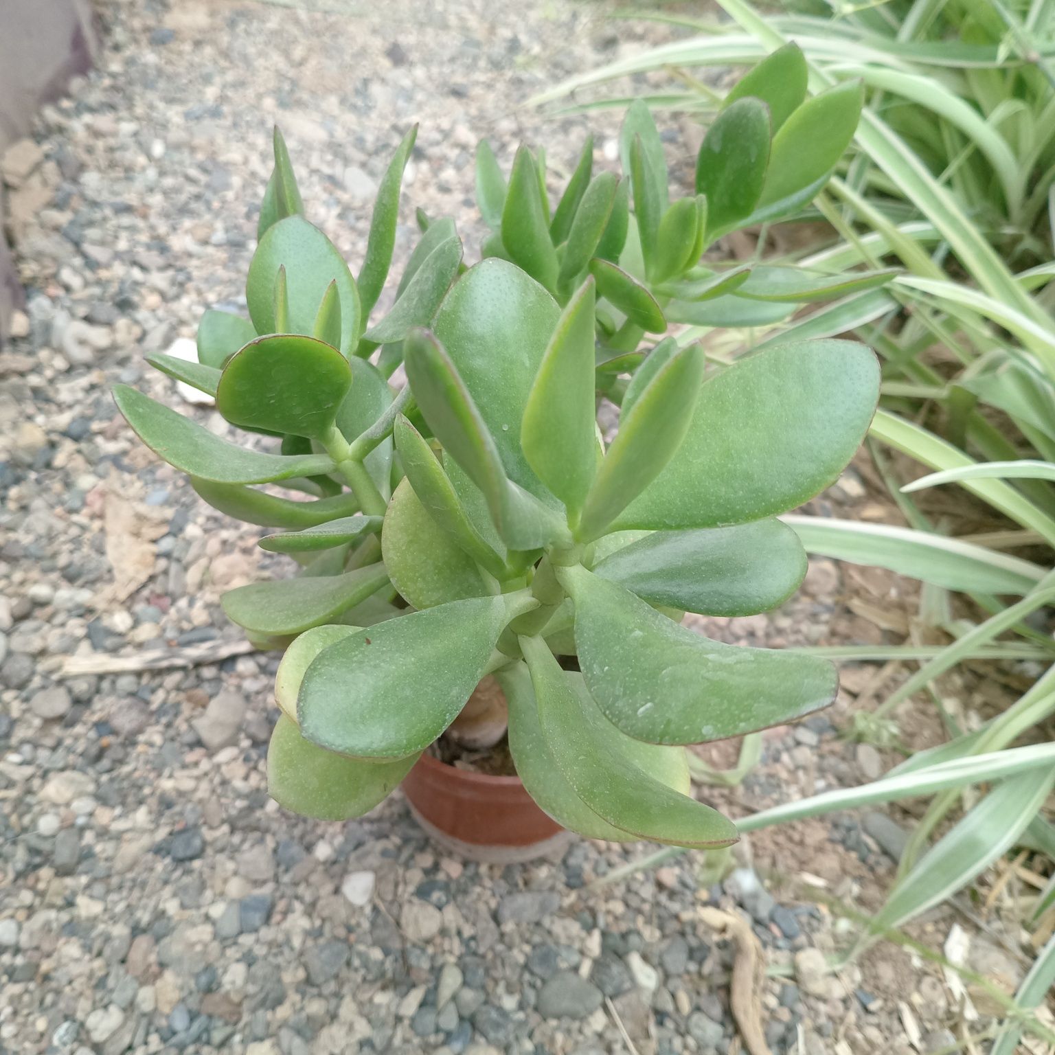 Денежное дерево, Crassula ovata, Толстянка