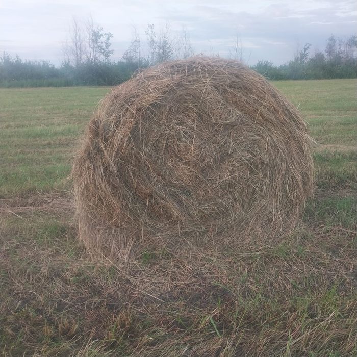 Продам сено в рулонах