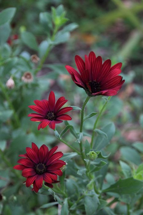 Tamron 18-270mm f/3.5-6.3 Di II VC PZD EF-S обектив Канон