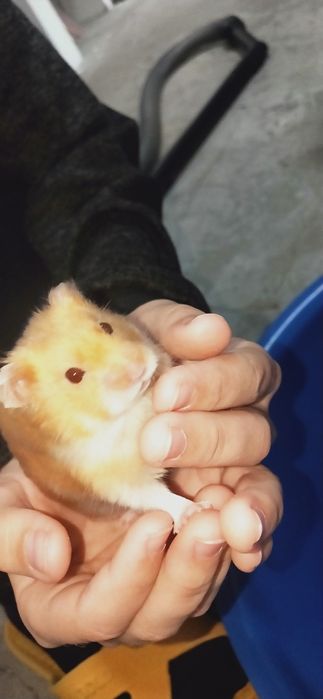 Хомяки два самца