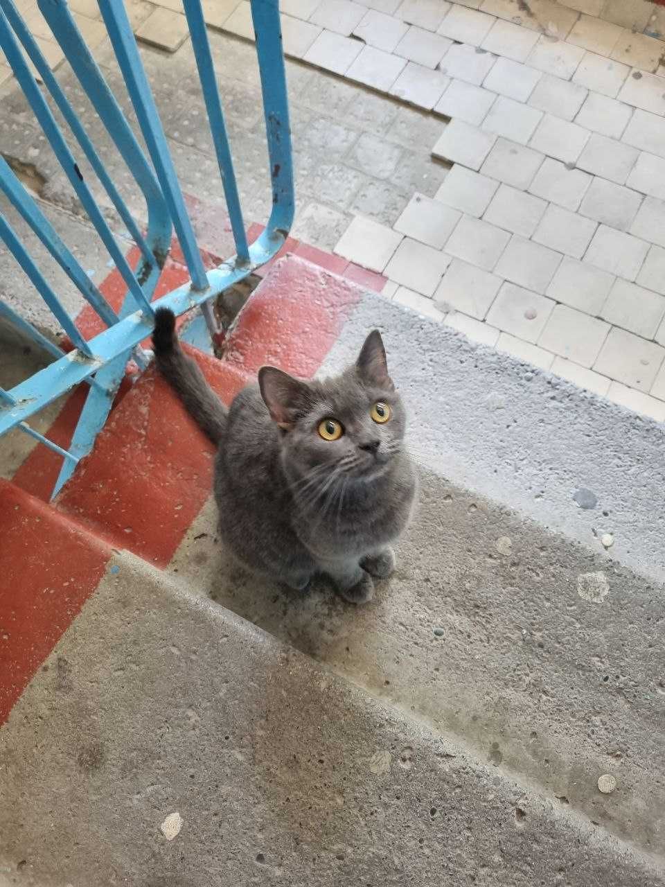 Животные: Коты и Кошки