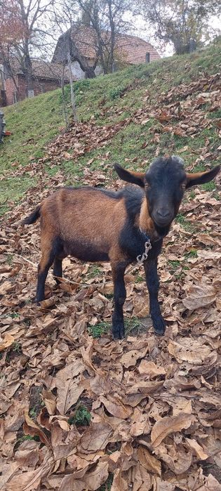 Vând țapi rasa Alpina Franceza