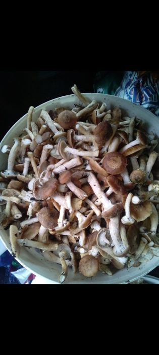 Vând ghebe proaspăt culese pe comanda