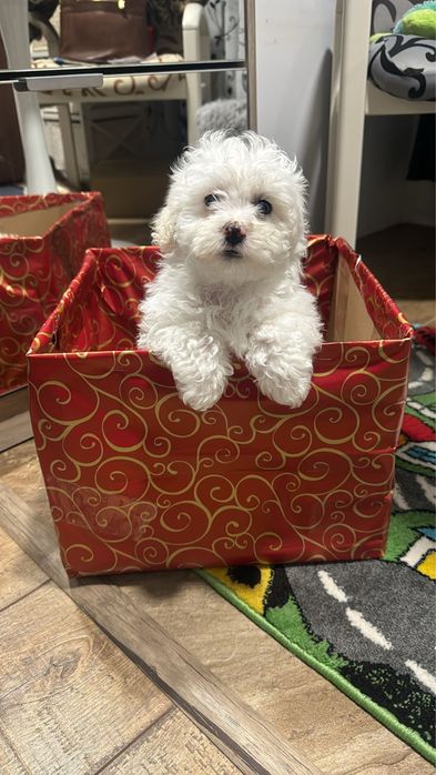 Bichon Maltez -rasa pura - talie mica