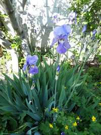 Vand rizomii irisi