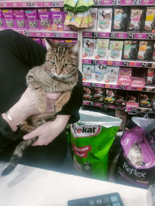 Отдадим Добрую Милую  Кошечку.  .