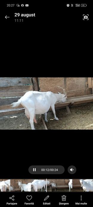 7 capre bune de lapte vor sa plece