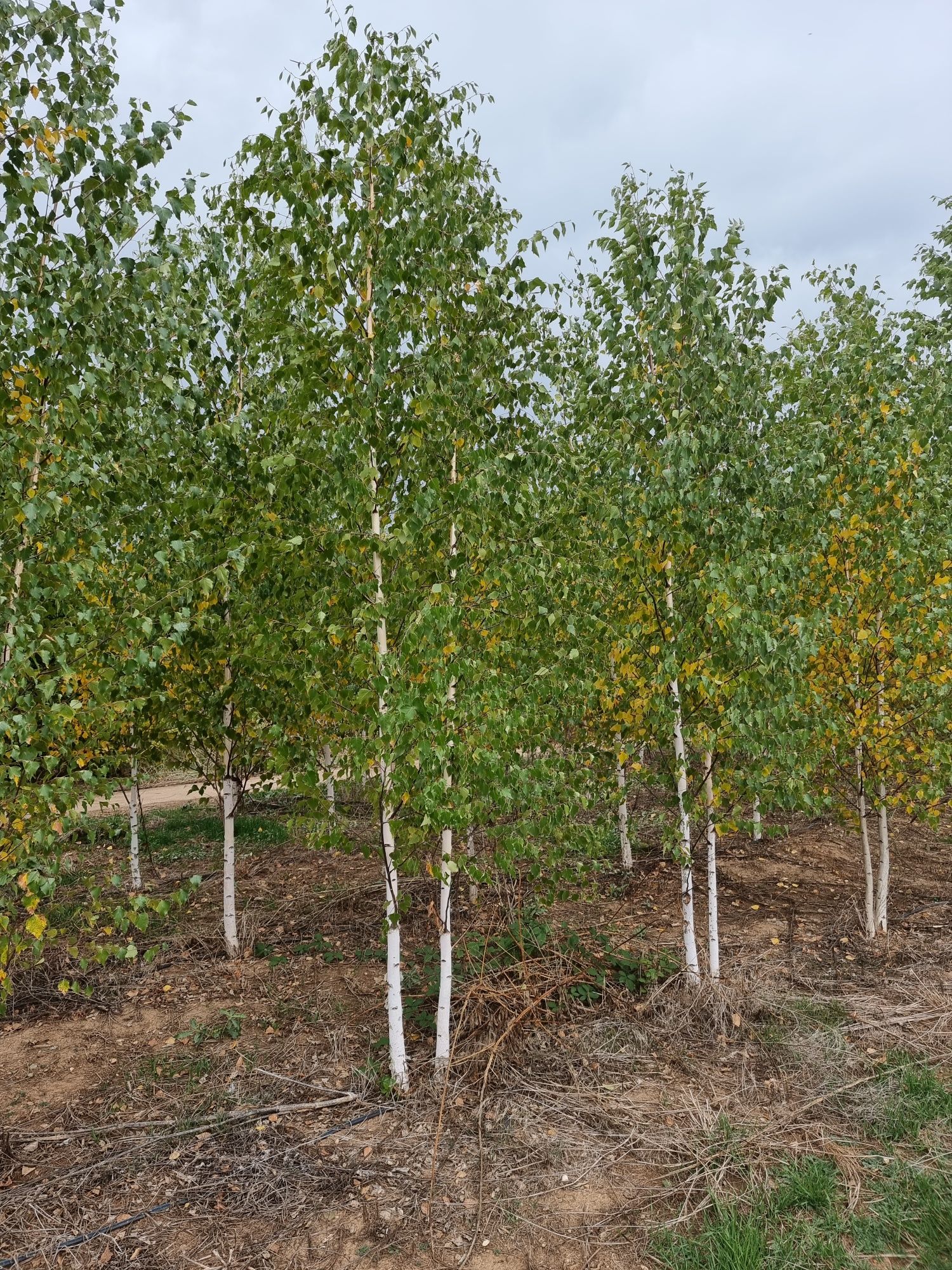 Betula pendula ( mesteacăn alb ) Tei Platan Frasin