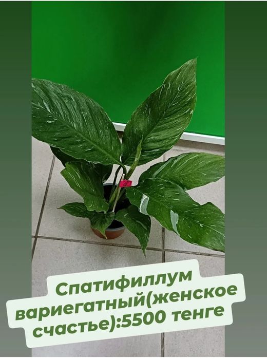 Женское счастье вариегатный:5500 тенге