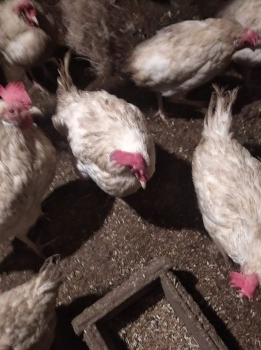 Продам несушек молодки