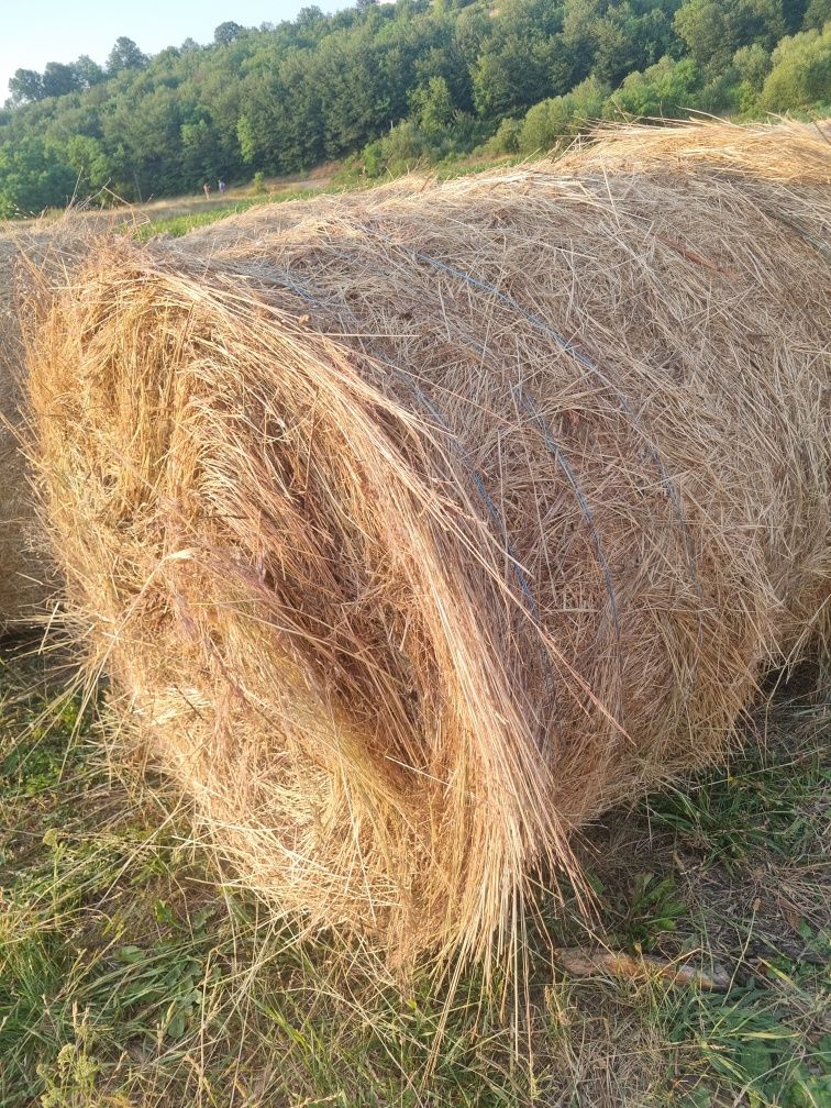 Baloti de fan 120 rotunzi
