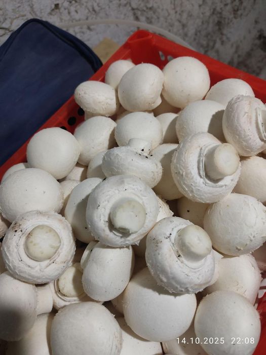 Свежие грибы шампиньоны.