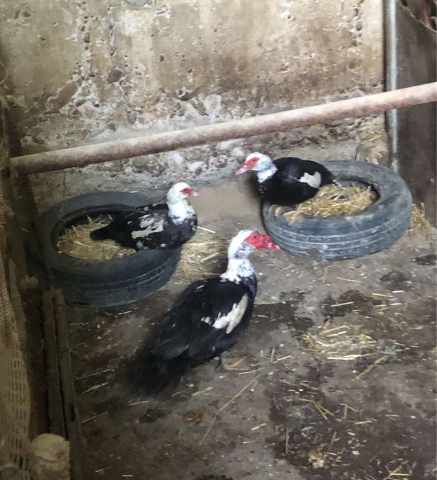 Продаются Индоутки 12 шт