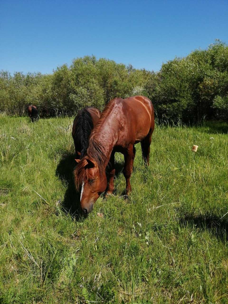 Продам лошадей, семіз жылқы сатамын