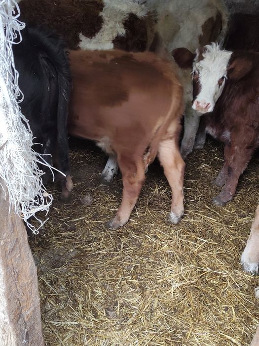 Vând vitei de limousine și baltata