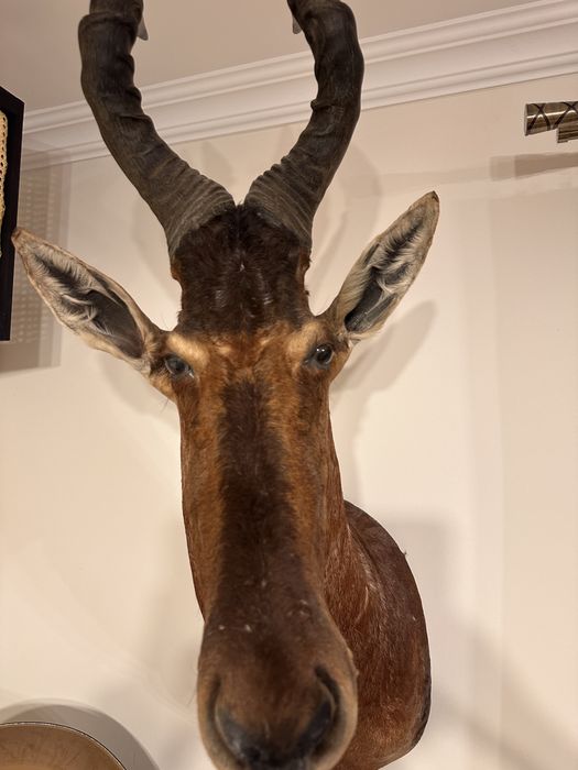 Trofeu antilopa kongoni