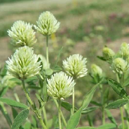 Seminte plante fixatoare azot: trifoi incarnat, trifoi de Alexandria