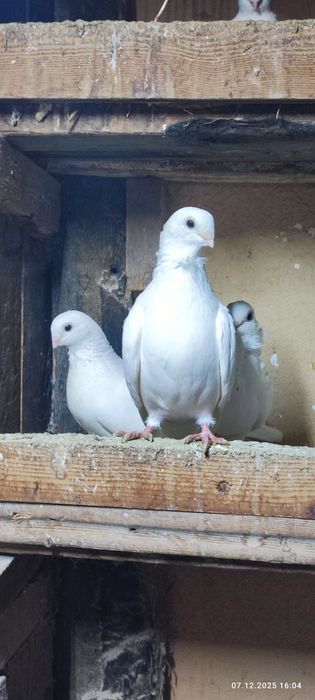 Продаются голуби по 100т