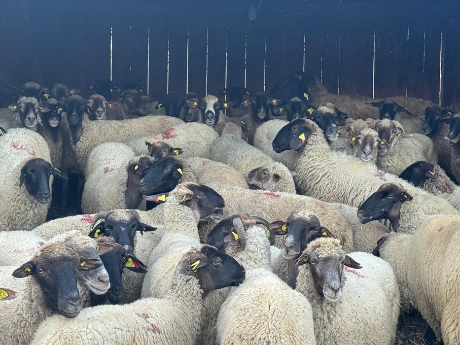 Vând 50 de oi,și 2 berbeci