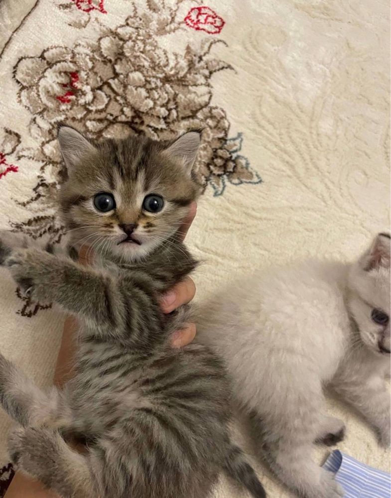 Продается кошка девчонка