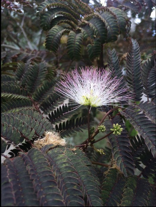 Albizia julibrissin Summer Chocolate