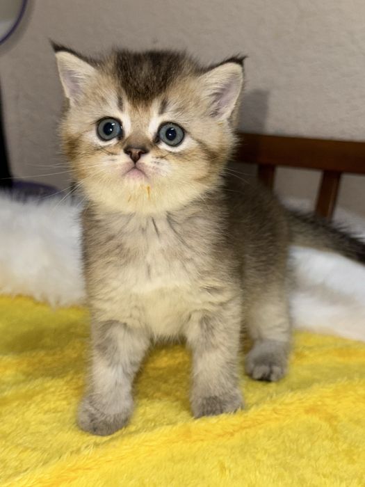 Котята золотые шиншиллы