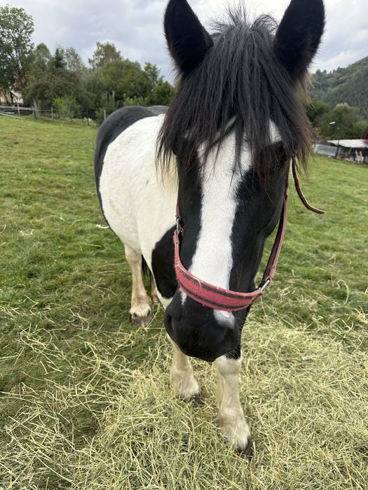 Vand iapa gypsy vanner 4 ani