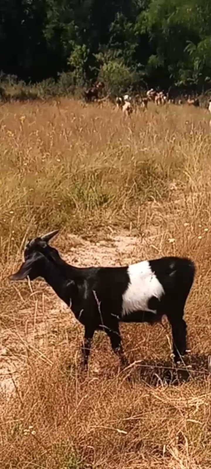 Vănd tapisori de 3 luni jumate frumoși din capre bune de lapte!