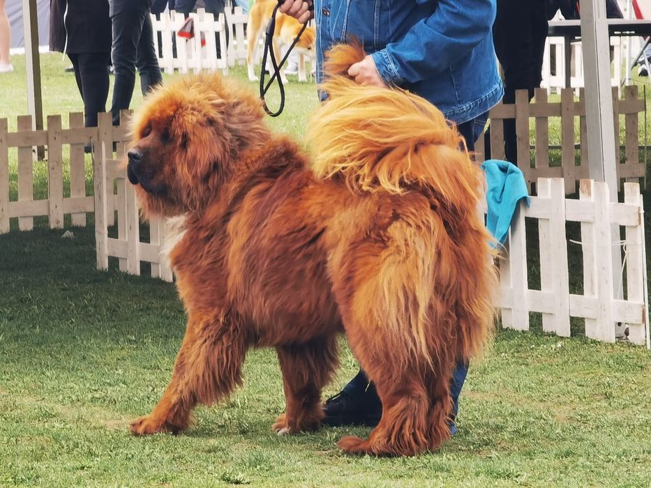 Mascul mastiff tibetan