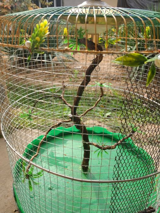 qafas sotiladi ruchnoy