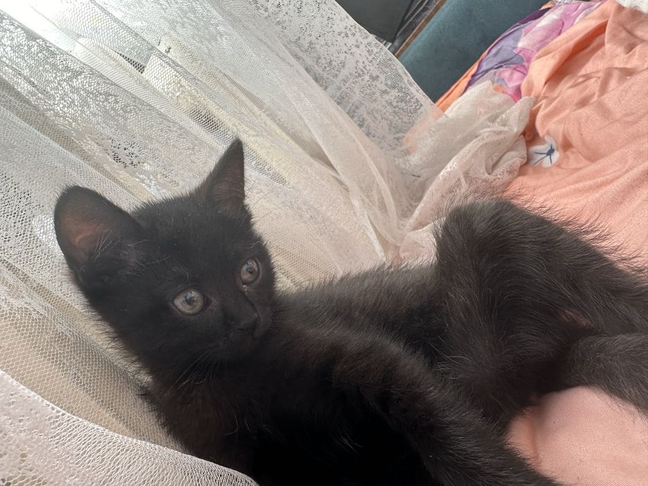 Котенка 2 месяц девочка