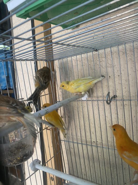 Qushlar sotiladi kanareyka канарейка