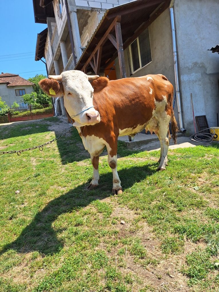 Animale de vanzare