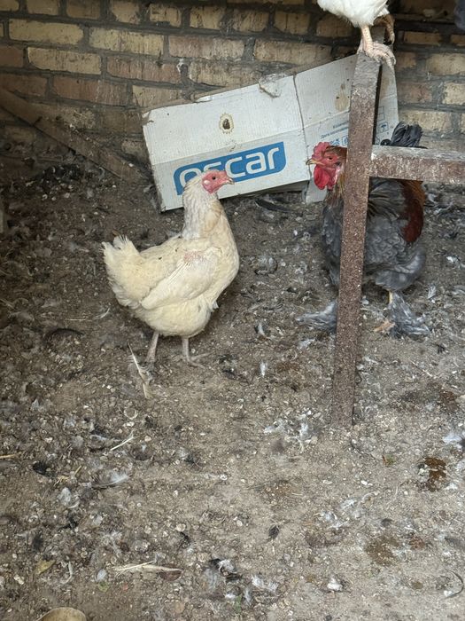 Товуклар хаммаси сотилади