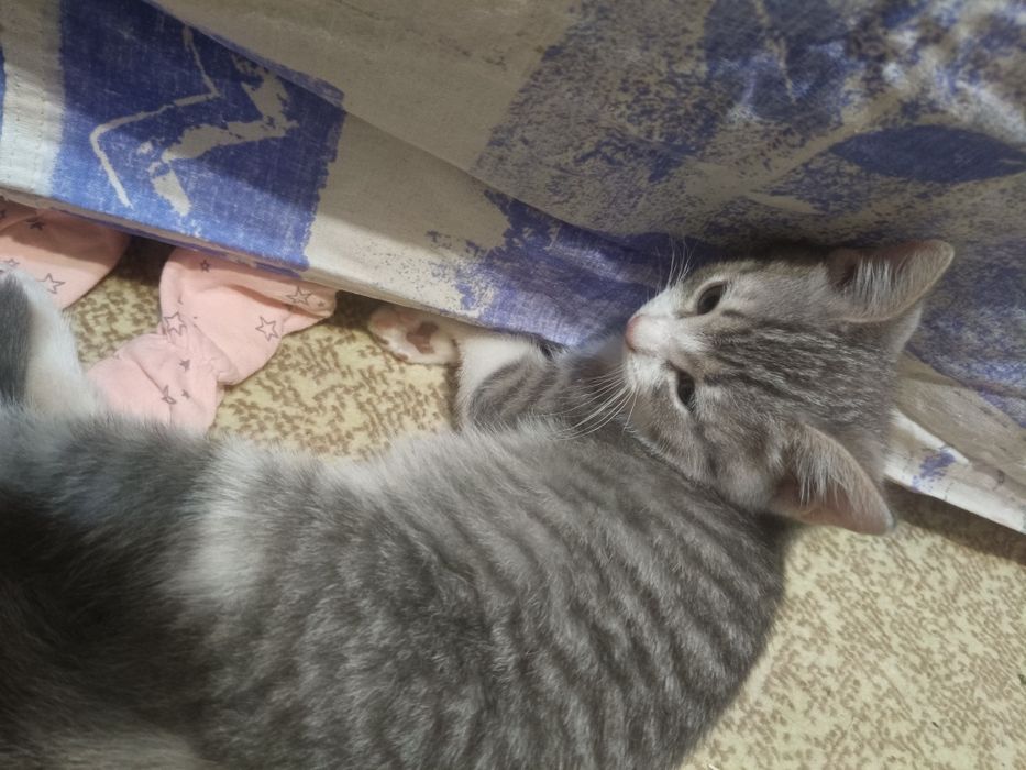 Отдам котёнка в добрые руки