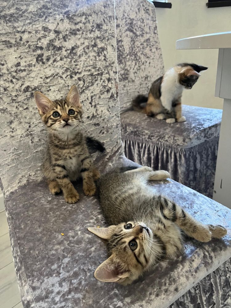 Котята недобросовестных просим не беспокоить