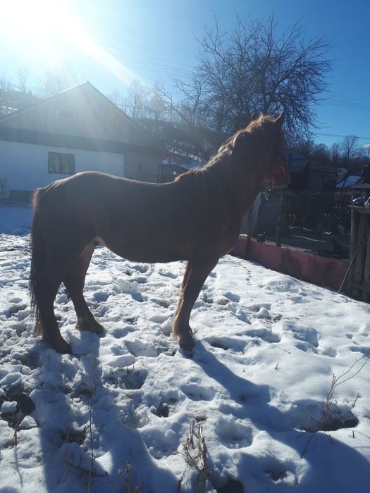 Vand harmasar categorie semigrea