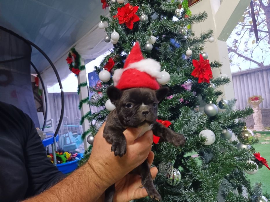 Френски булдог french bulldog