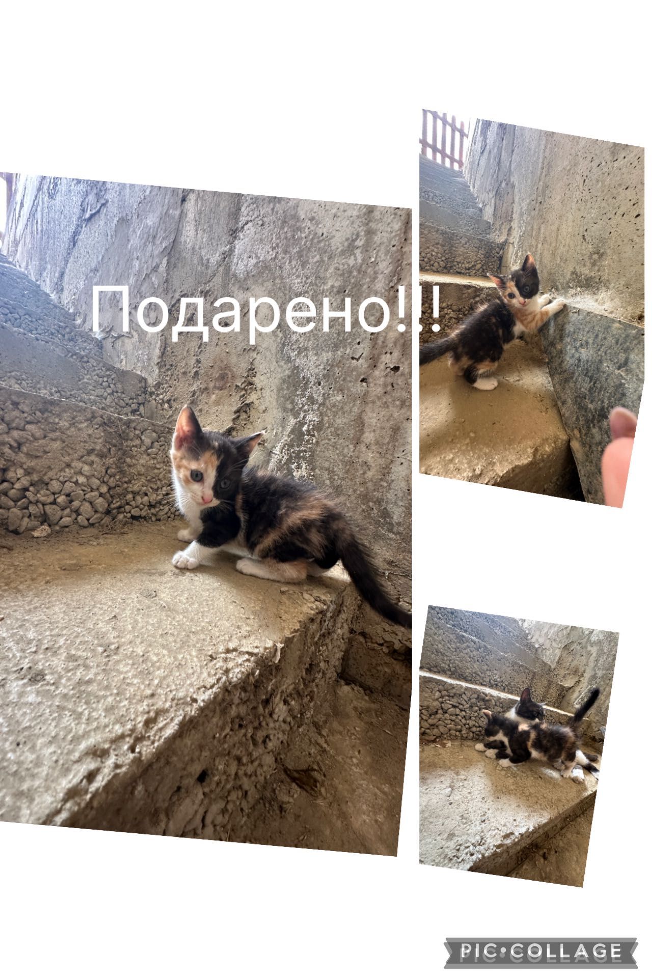 Пухкави котенца търсят дом – Благоевград