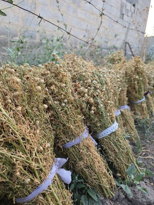 Адыраспан тек (только) оптом