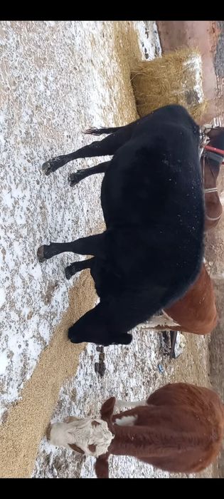 Продам яловую корову