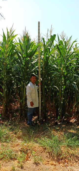 Маккажухори уруглик