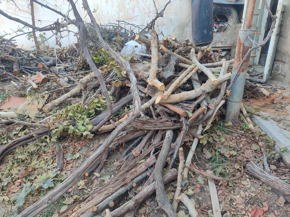 Utin sotiladi mevali daraxt..