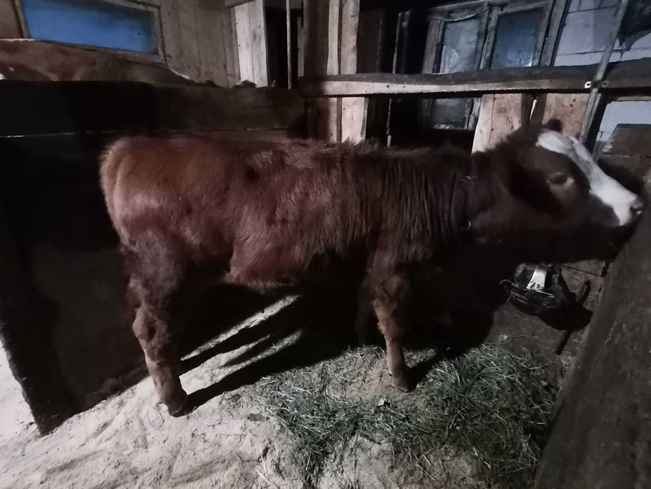 vand vițică de 6 luni